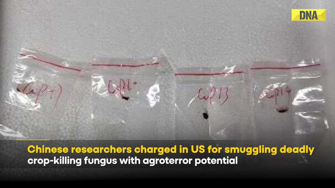 Covid News: US Expert Warns Of Worse-Than-COVID Threat After Fungus Smuggled Into US From China