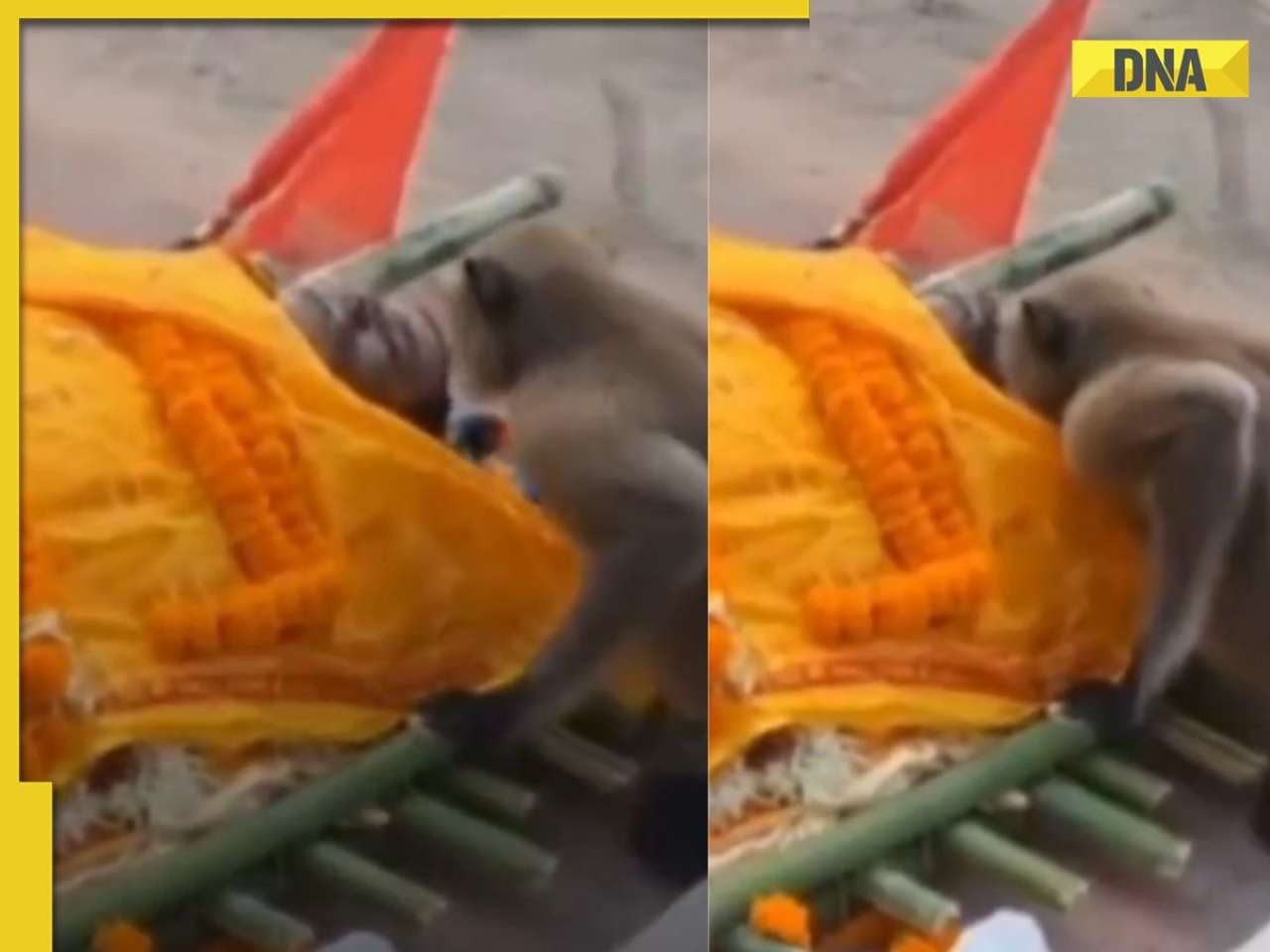 WATCH: Monkey kisses goodbye to caretaker at his funeral, heartwarming video goes viral