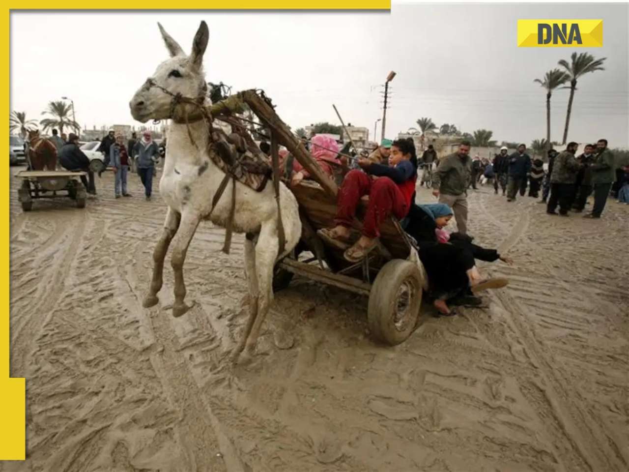 Rs 200,000 for donkeys! Chinese obsession behind disappearance of lakhs of this animal because...