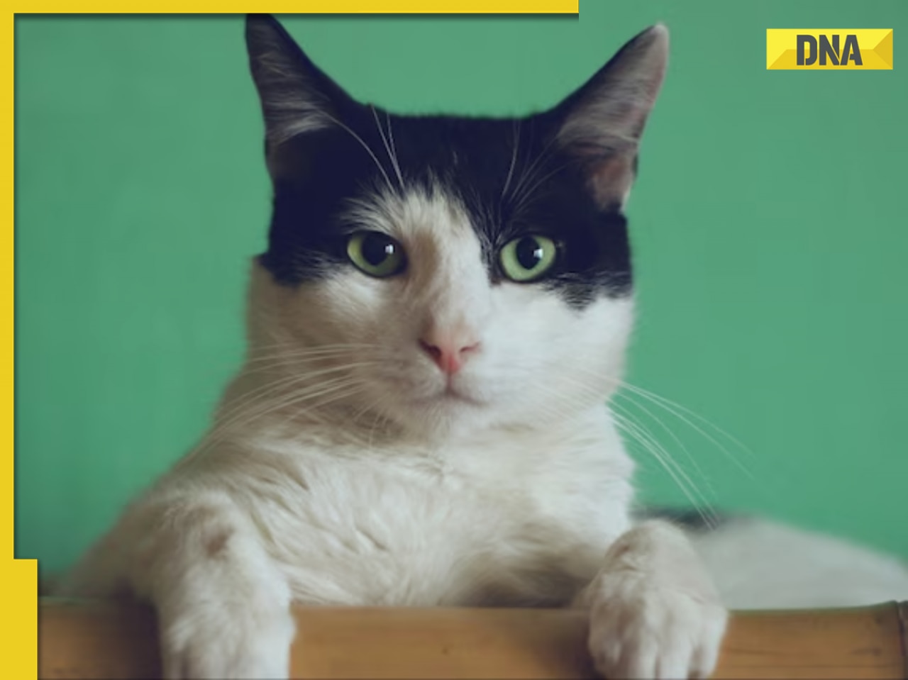 Woman in Karnataka files case alleging neighbour stole her cat, High Court says...