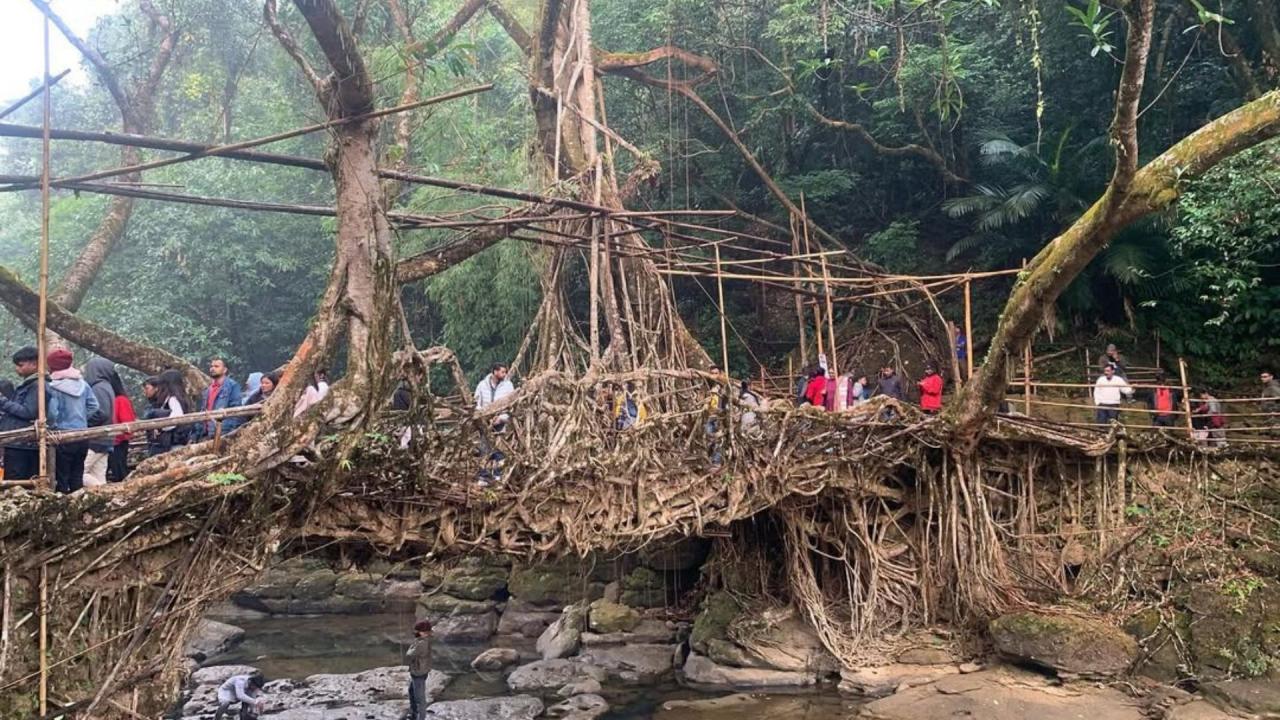 लिविंग रूट ब्रिज