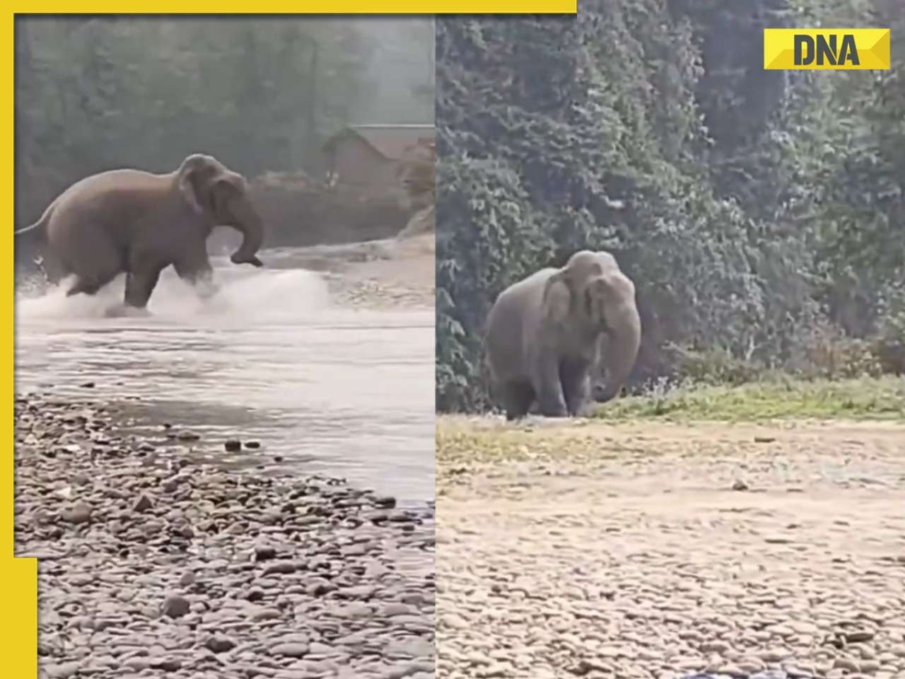 Viral video: Elephant chases tourists at riverside picnic, triggers panic; netizens say 'Humans leave no space'