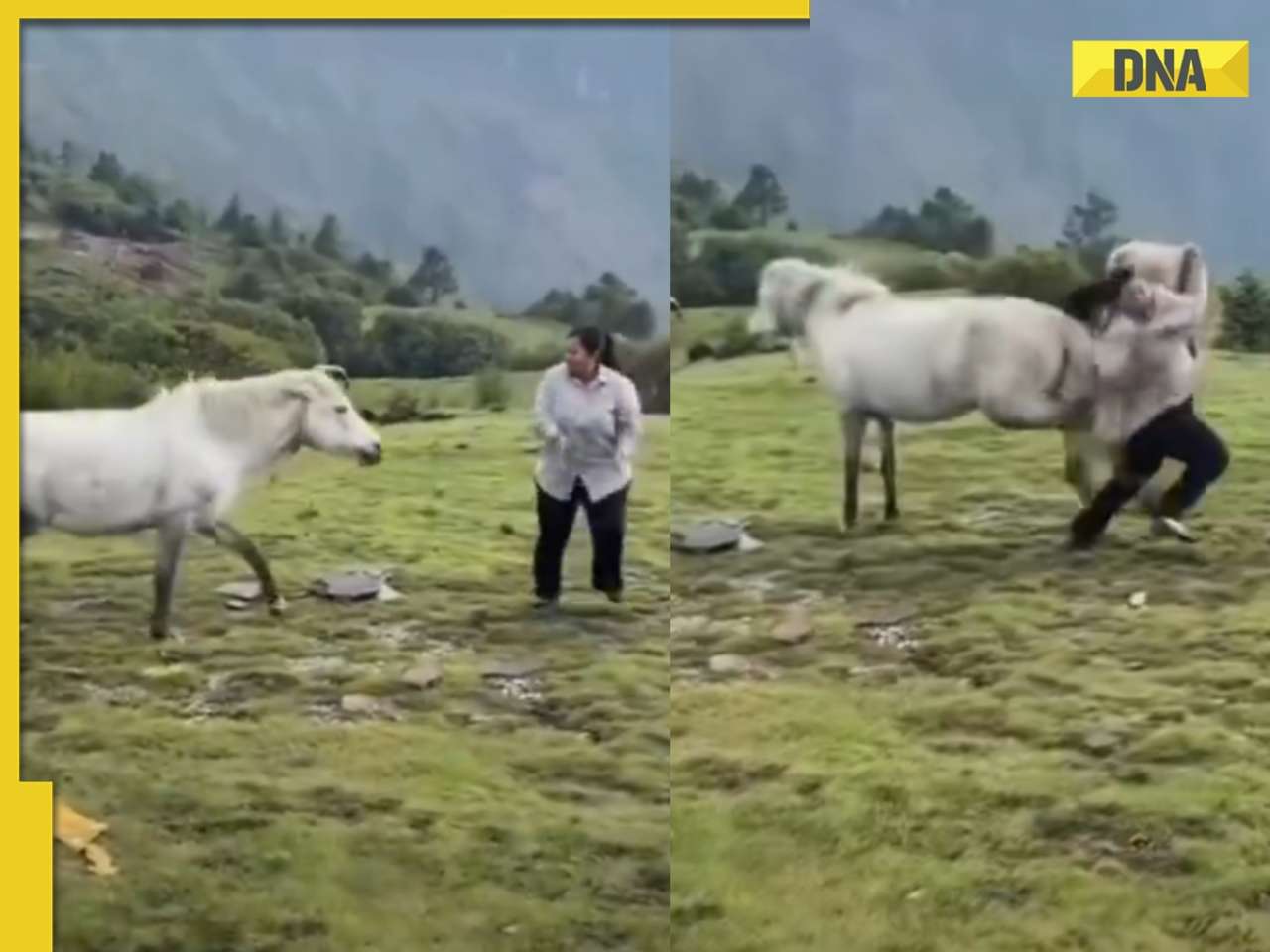 Viral video: Woman's dance for Instagram reel takes an unexpected turn as horse kicks her, netizens say 'dance pasand nahi aaya'