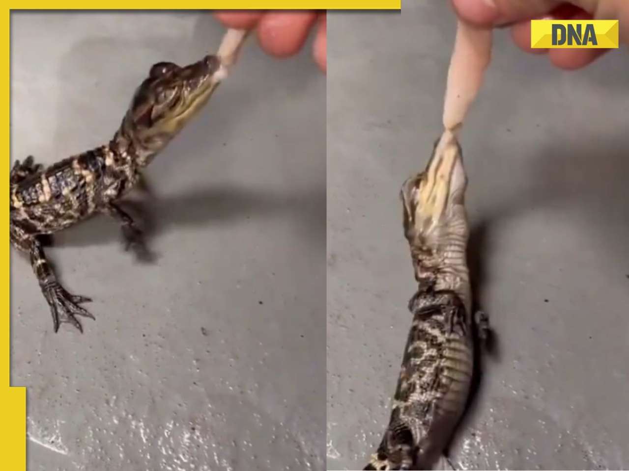 'Where does instinct come from?': Baby alligator’s notorious death roll leaves internet stunned, WATCH viral video