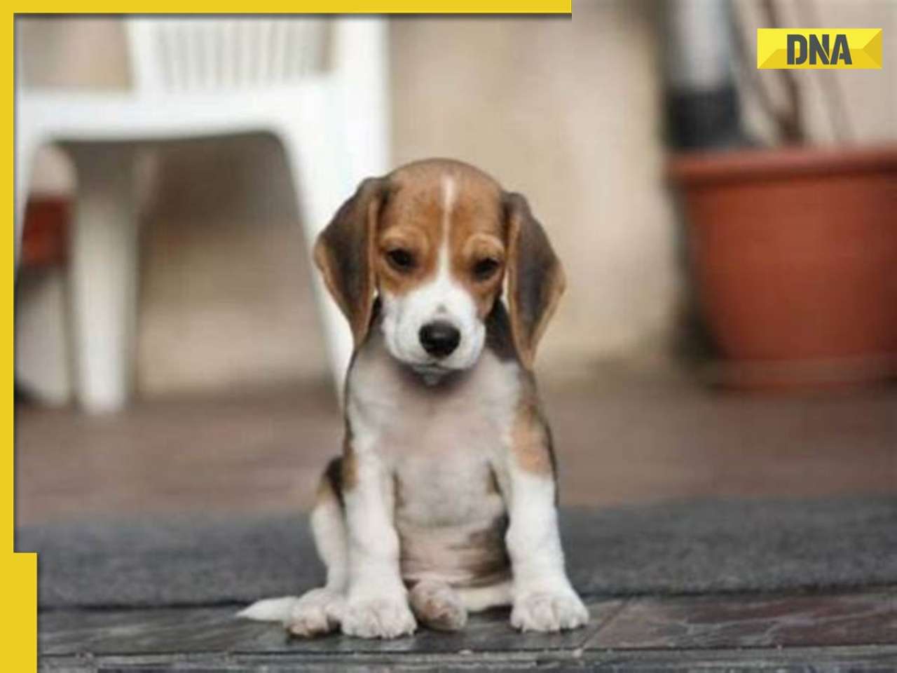 ‘Those hands, er, paws...’: This adorable puppy impresses netizens, melt hearts by being calm during..., video goes viral