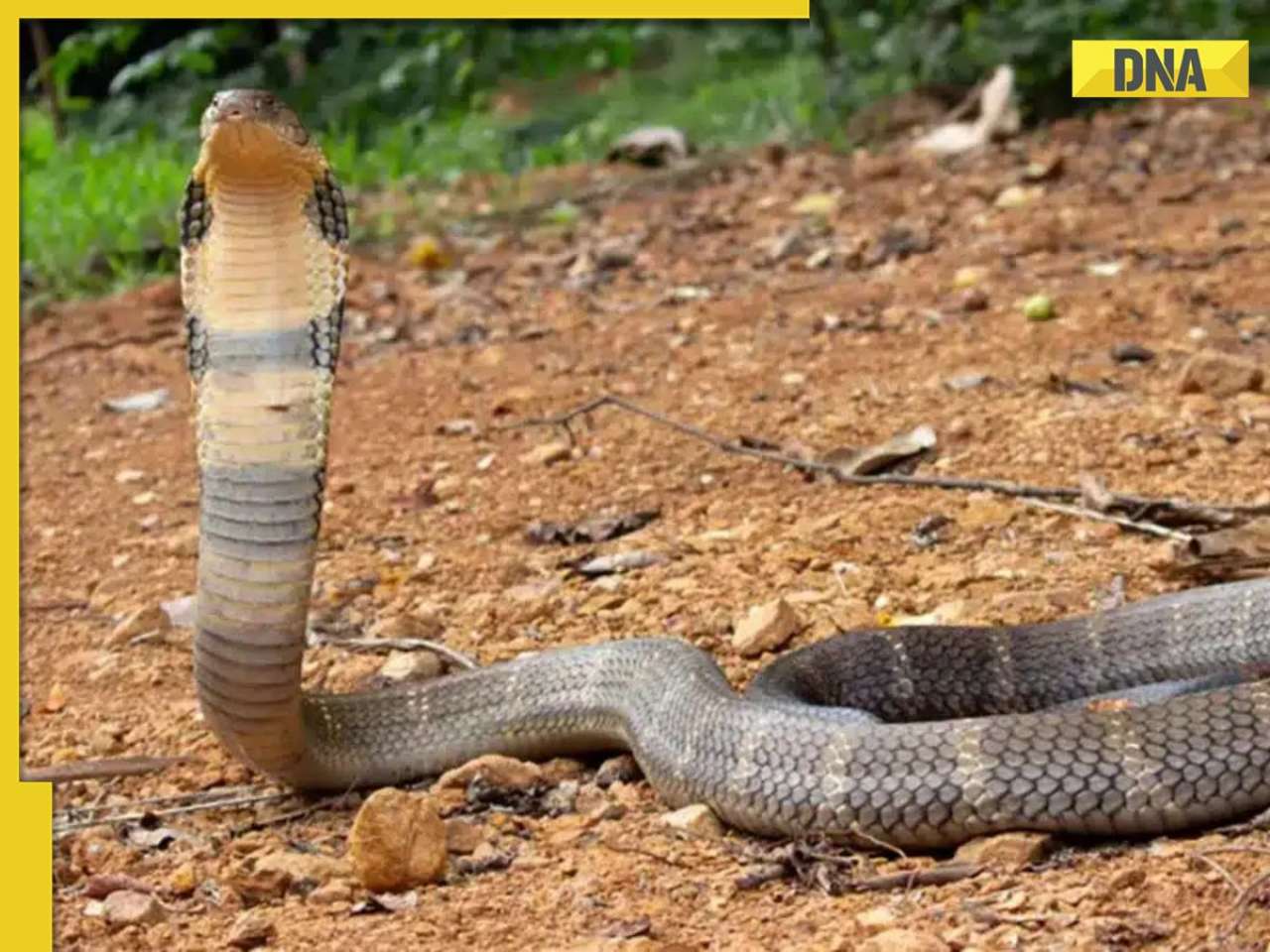 King cobras spotted near Mount Everest, here's why it is concerning 