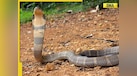  King cobras spotted near Mount Everest, here's why it is concerning 