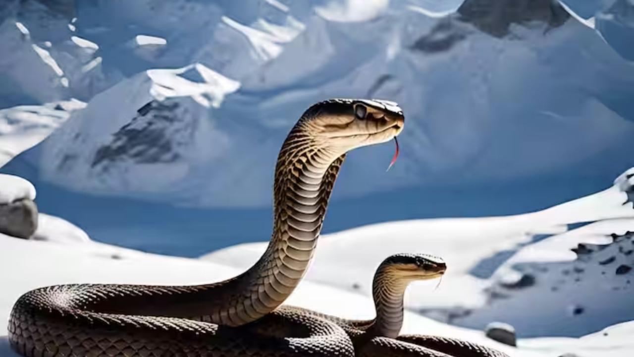 माउंट एवरेस्ट पर मिले 10 किंग कोबरा