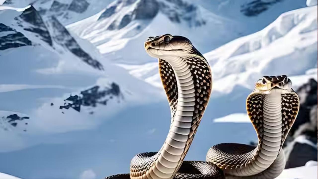 ऊंचाई वाले क्षेत्र में बस रहे हैं सांप