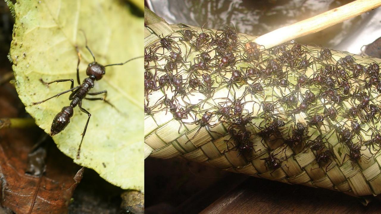 Bullet Ants