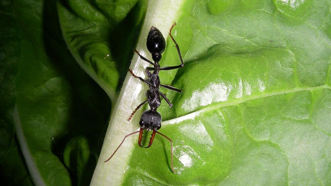 Bulldog Ants