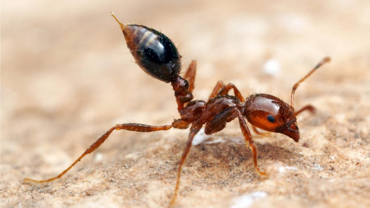 Fire Ants