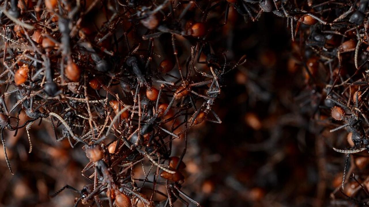 Army Ants