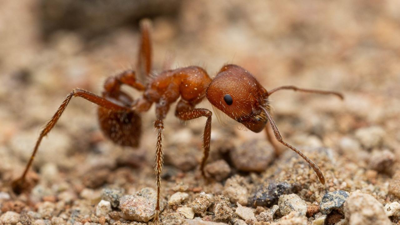 Maricopa Harvester Ants