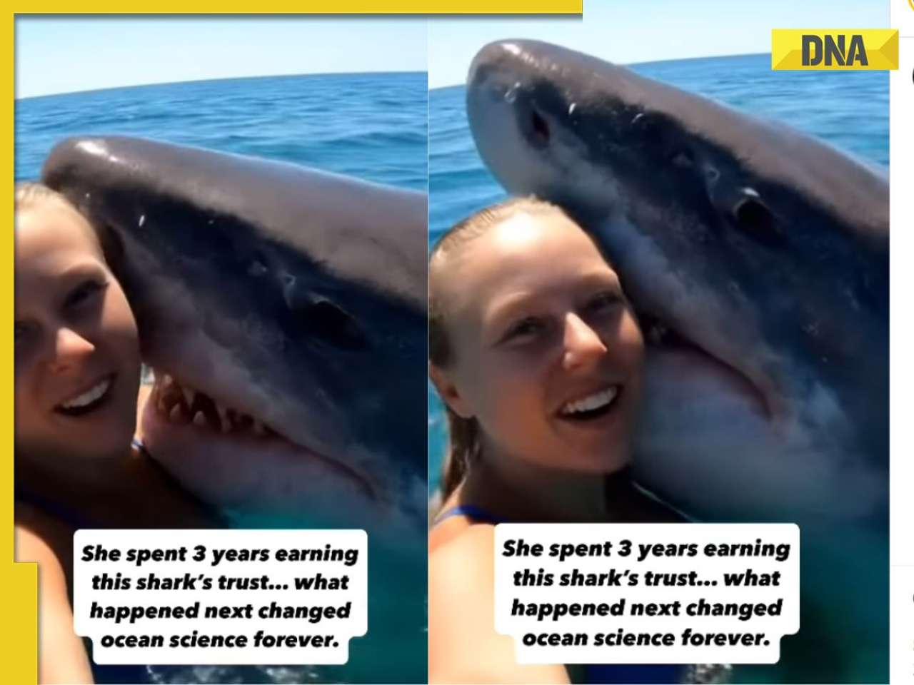 'This isn't real': Viral video shows woman kissing massive shark, internet divided