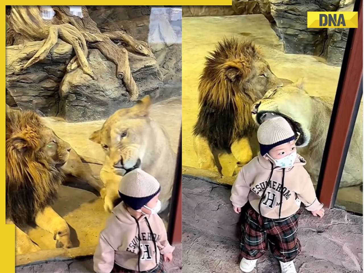 Viral video shows lioness trying to pounce on toddler through glass; what happens next will shock you