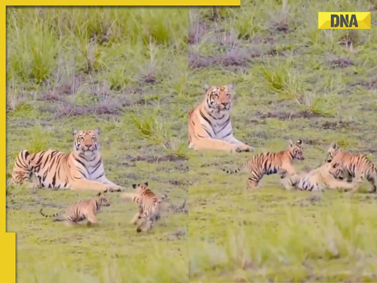 Viral video: Adorable tiger cubs playing in win hearts online, netizens say 'children playing kabaddi'
