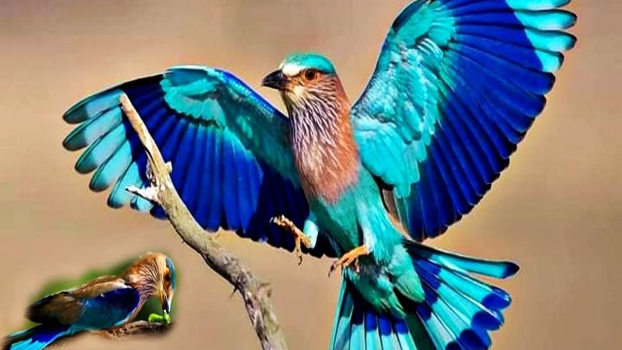 नीलकंठ पक्षी का दिखना
