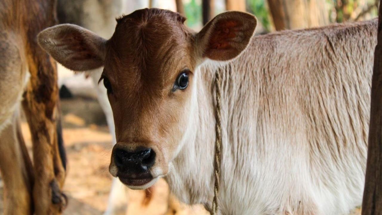 घर के द्वार पर गाय या भिखारी का आना