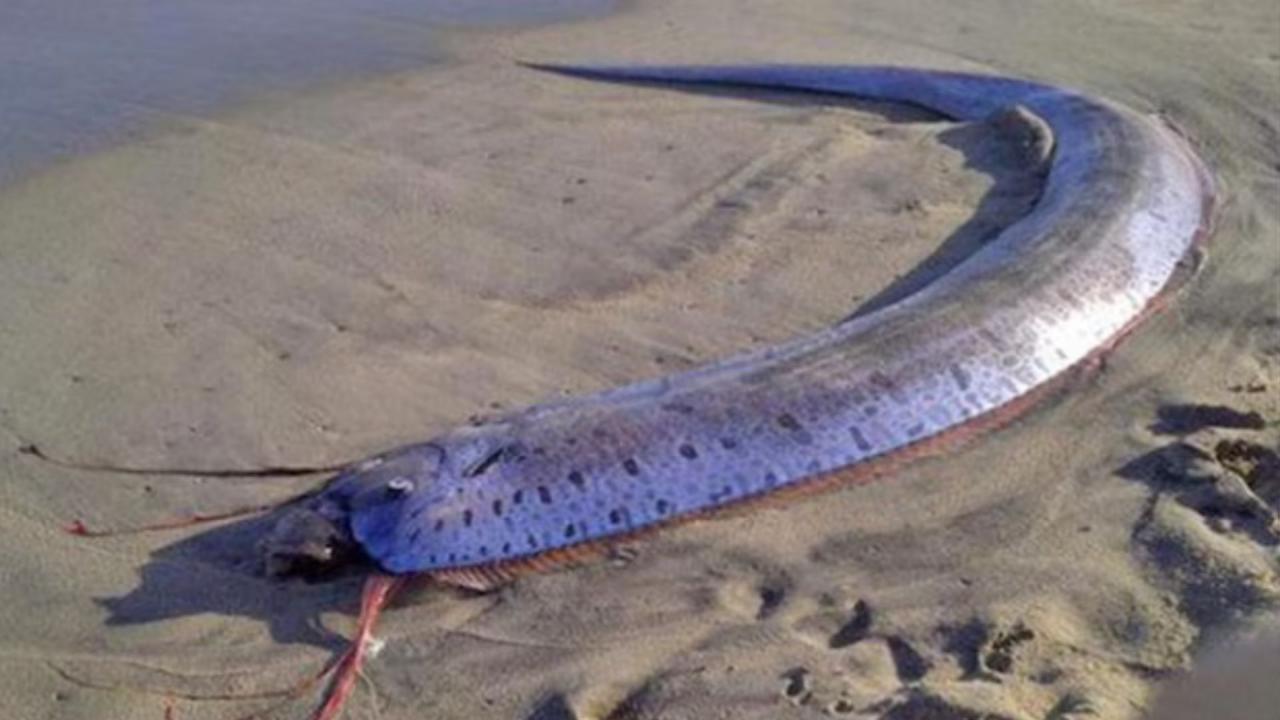 आपदाओं का अग्रदूत मानी गई है ये मछली