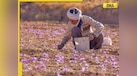  Iran-Israel war: Iran is largest producer of THIS world's most expensive spice, India ranks no. 2, it is... 