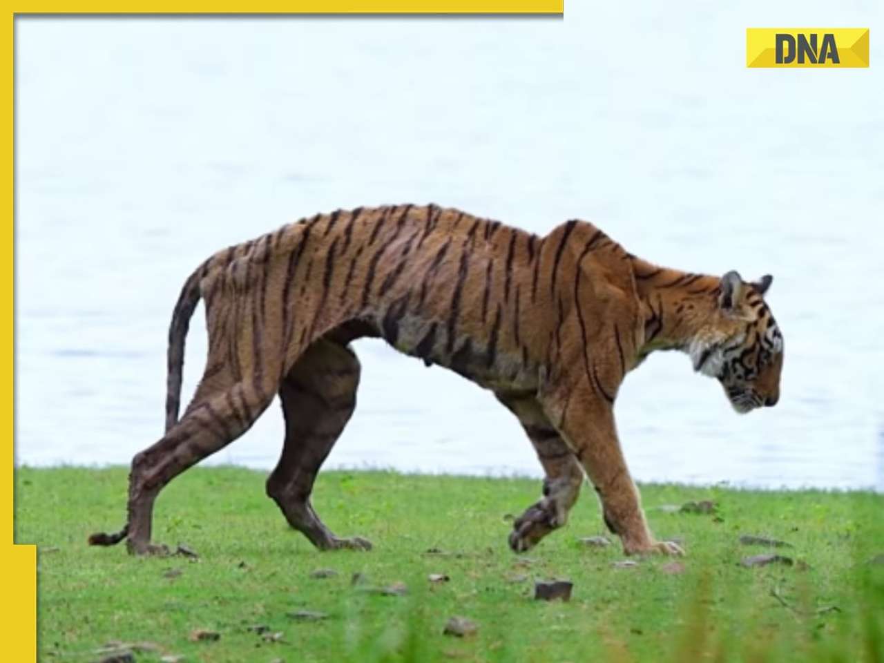 Ranthambhore’s iconic tigress Arrowhead dies at 14 after battling bone cancer