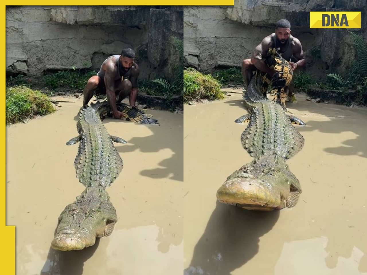 Man tries to lift giant crocodile's tail and then..., what happened next will SHAKE you to the core! Watch viral video