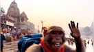Viral monkey reels: कौन है सोशल मीडिया सेलिब्रिटी बबलू बंदर? जो अपनी खास अदा से  यूथ को चिढ़ा रहा है मुंह 