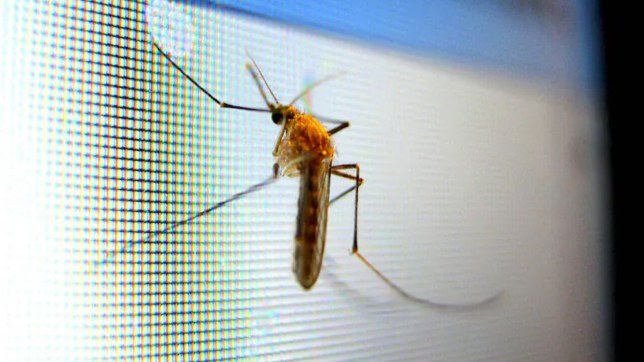 Mosquito Drone