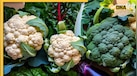 Monsoon Diet: मानसून में ये सब्जियां बन जाती हैं कीड़ों का घर, बारिश शुरू होते ही डाइट से करें बाहर