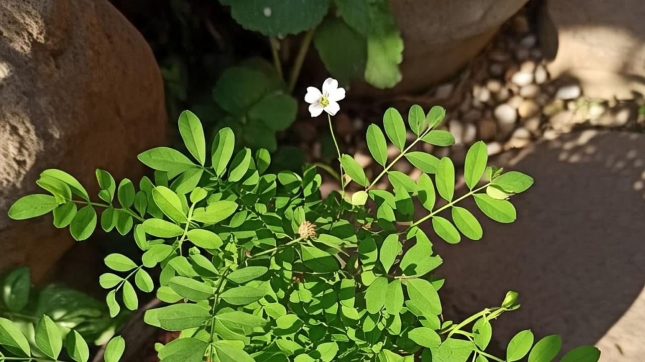 पेड़ों में डाल सकते हैं. 