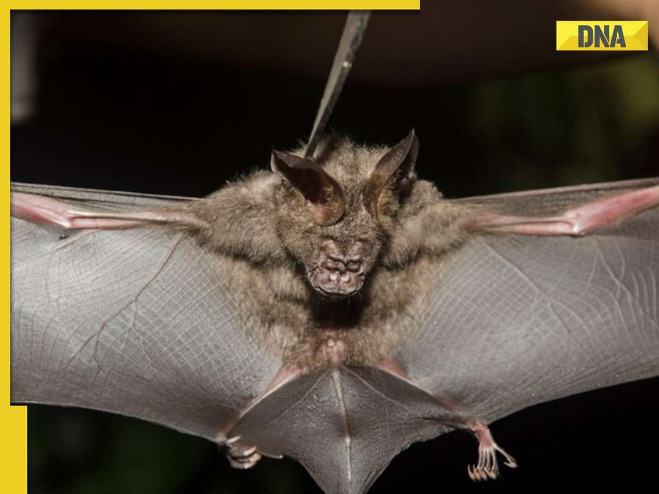 Scientists discover new 'brain inflaming' bat viruses in China, can they cause next pandemic? Here's what we know