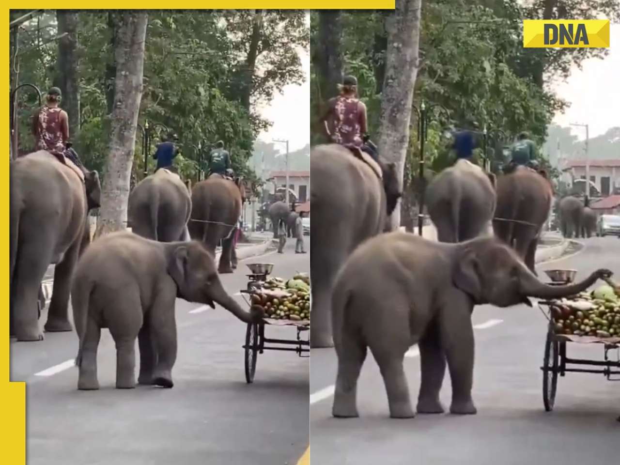 Viral video: Adorable baby elephant’s roadside craving melts hearts, netizens say 'chottu is so cute'