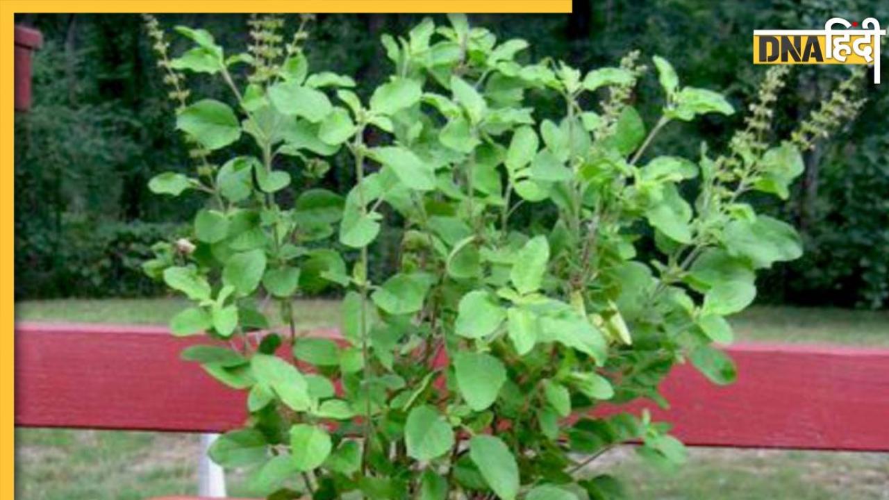 Tulsi Upay: पैसों की तंगी-कर्ज से हैं परेशान तो घर में इन 3 जगहों पर रख दें तुलसी की जड़, खुद चलकर आएगी सुख समृद्धि