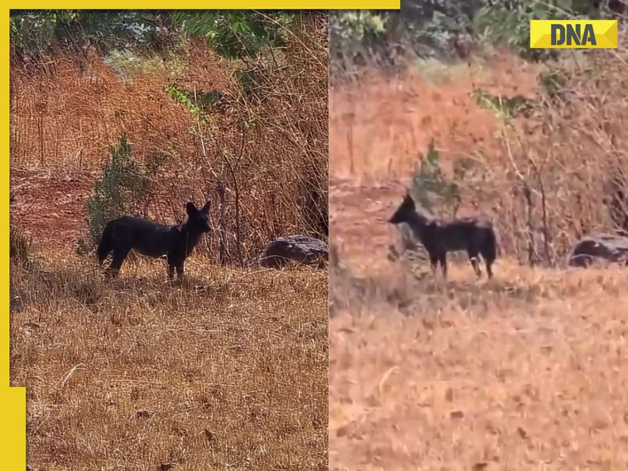 Viral video: Rare black dhole spotted in Maharashtra after nearly 90 years, WATCH