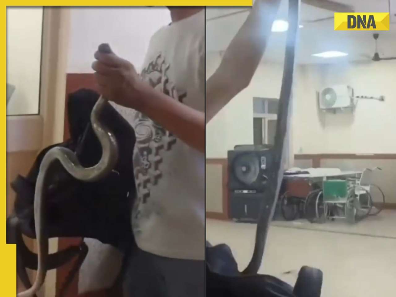 Bitten by snake, man casually walks into hospital with reptile for treatment, WATCH viral video