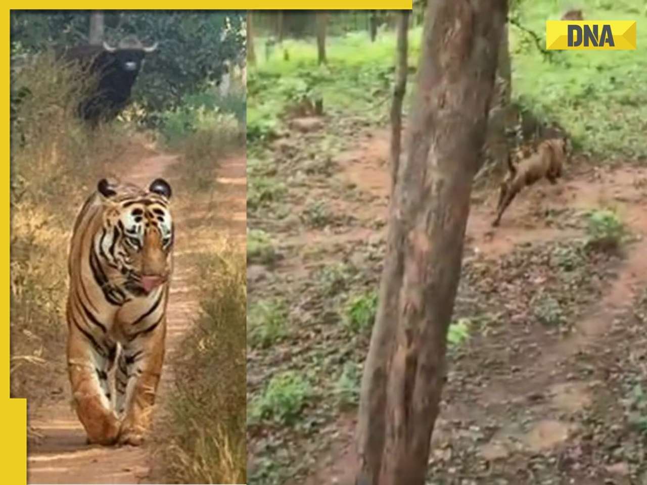 SHOCKING! Tiger enters residential area in Ranchi, follows child to her house, enters through window, then... 