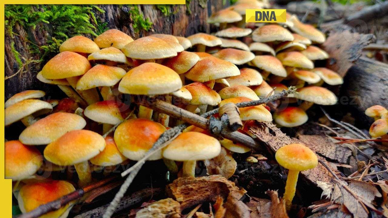 5 most expensive mushroom varieties with prices over luxury watches, bags 