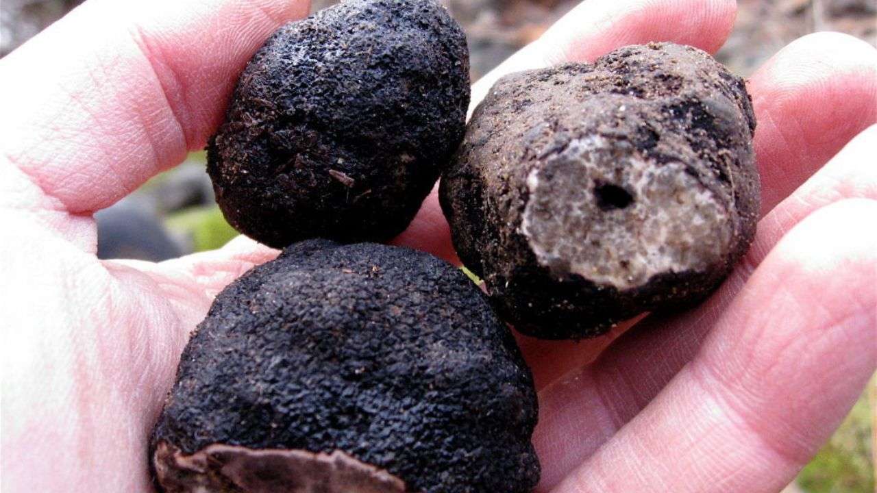 Black Truffle