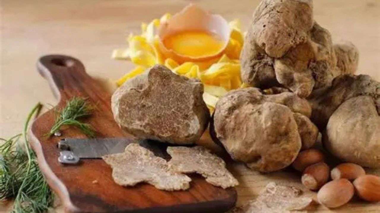 European White Truffle