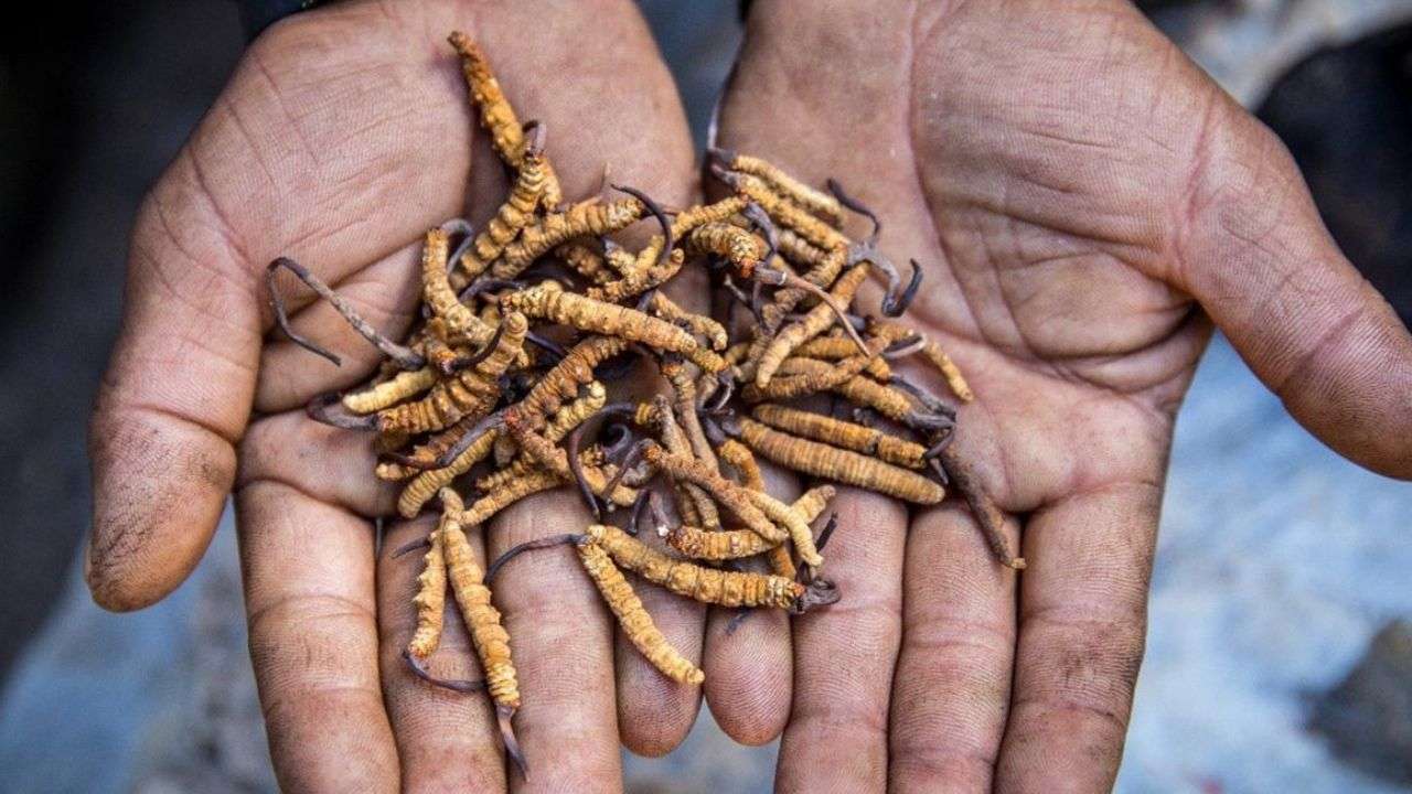 Yartsa Gunbu