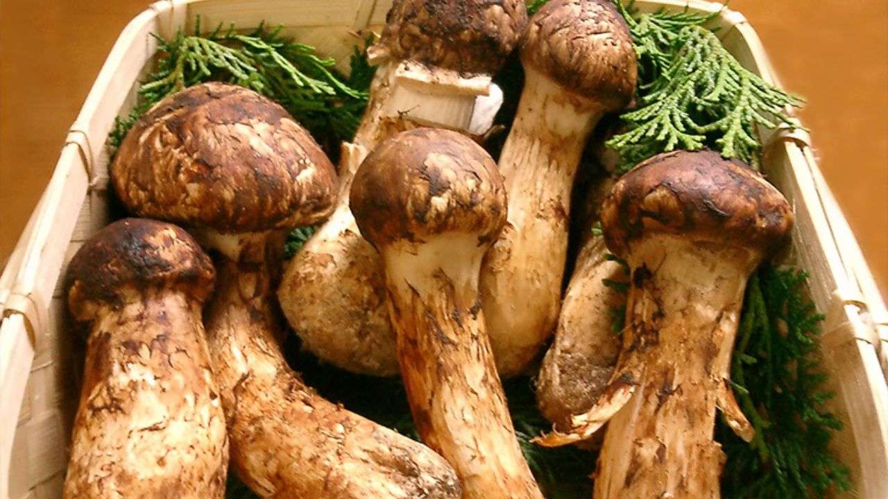 Matsutake Mushroom