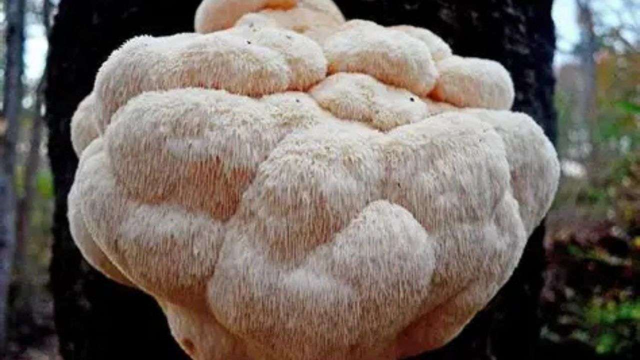 Lion’s Mane mushroom