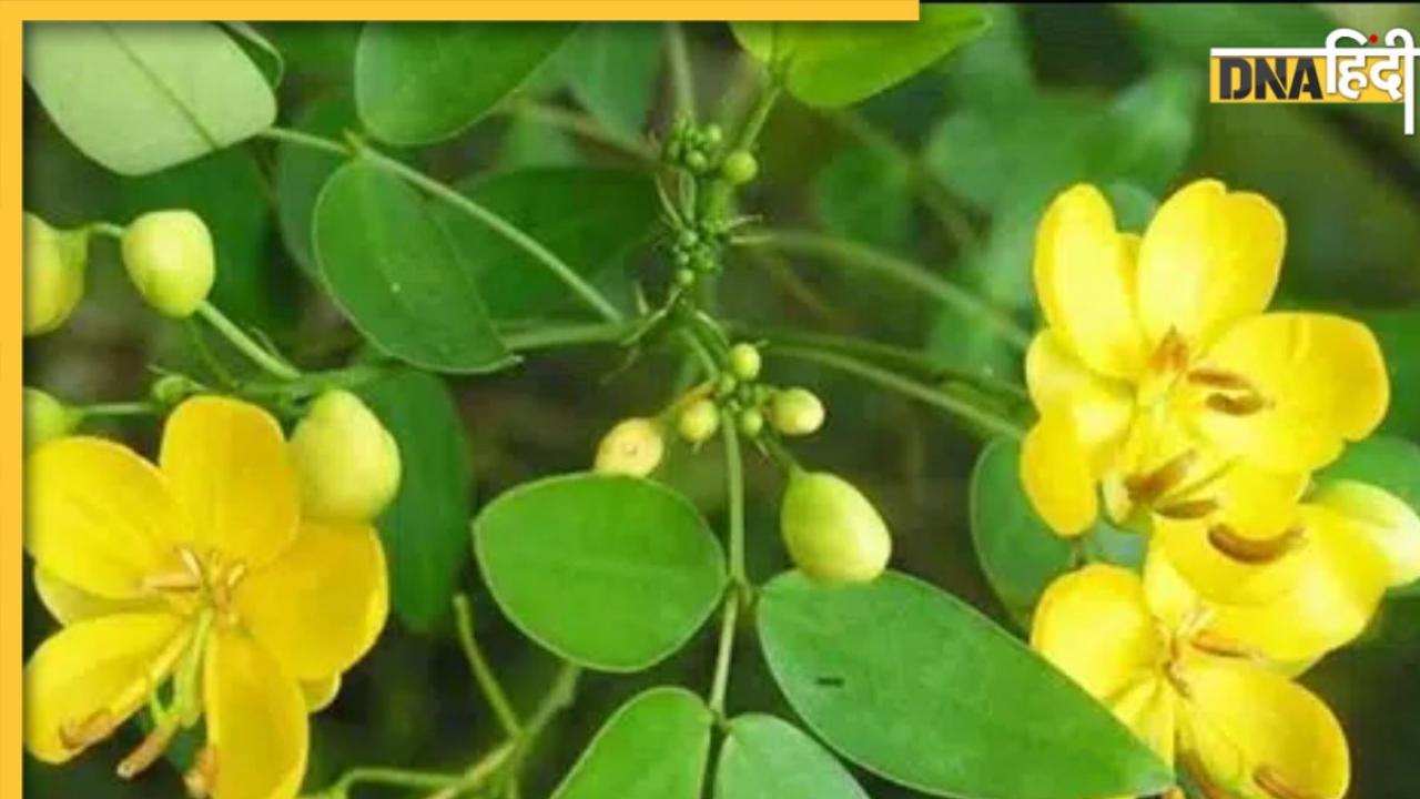 स्किन से लेकर शुगर तक, कई बीमारियों से बचाती है जड़ी-बूटी, जानें फायदे
