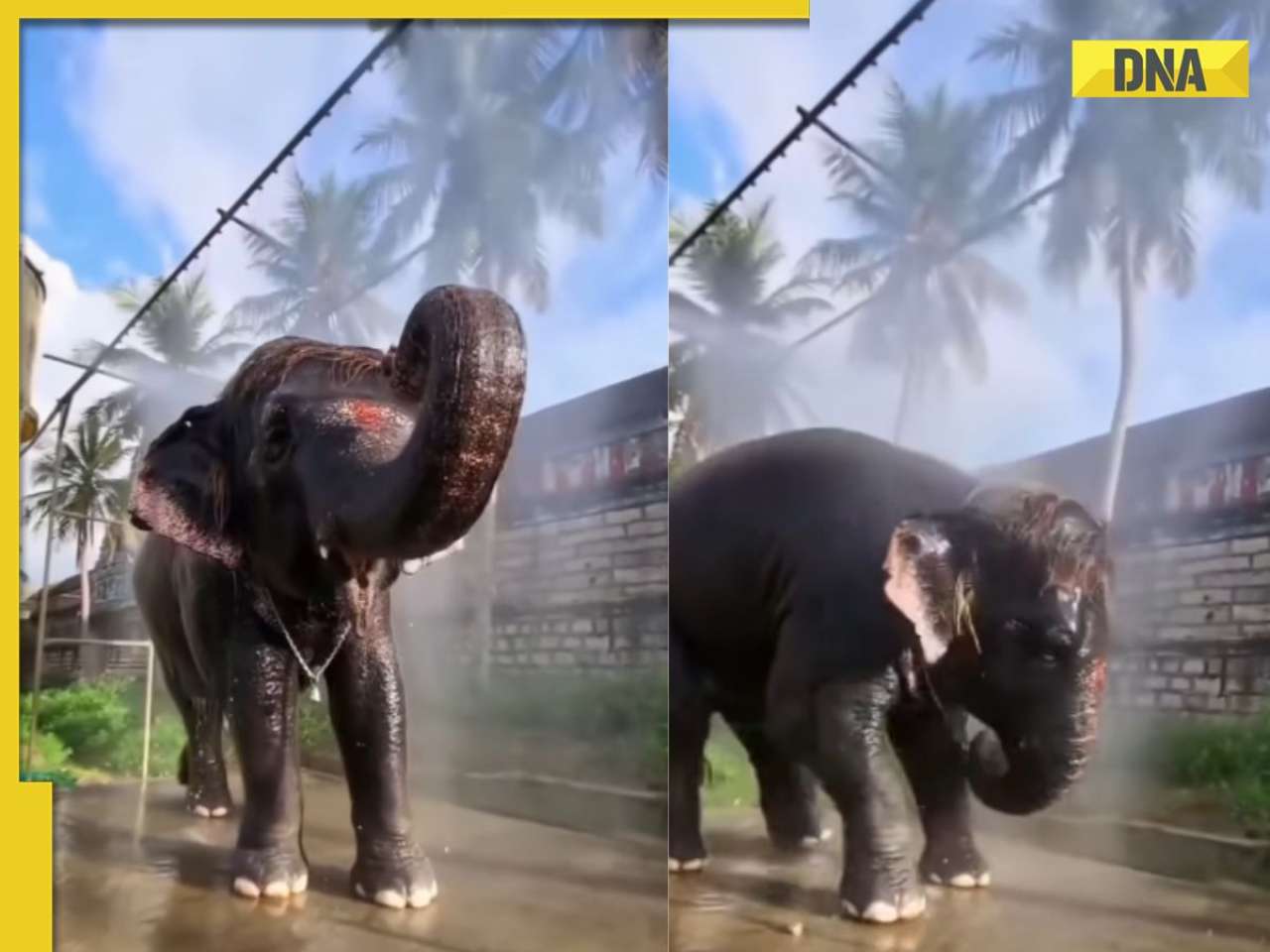 Viral video: Internet falls in love with baby elephant who avoids stepping on frog, WATCH