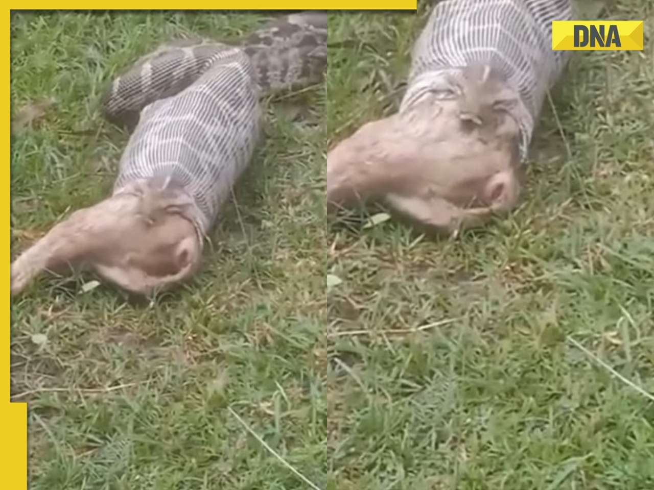 SHOCKING! Giant python swallows fox as locals watch in horror, watch viral video 