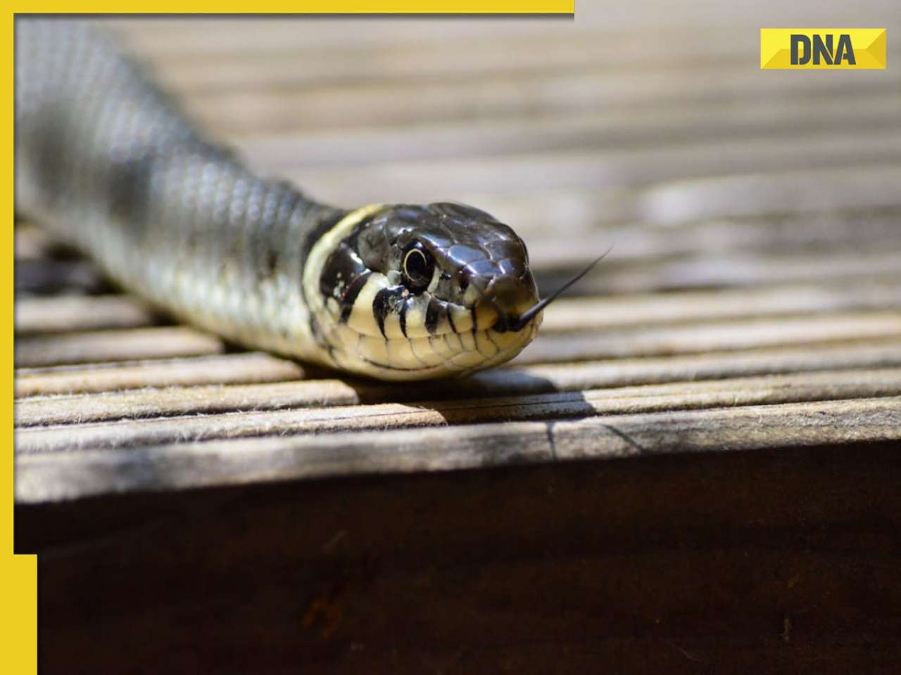 This animal has world's most expensive tear, one drop can neutralise 26 snake venoms, its worth is Rs..., name is...