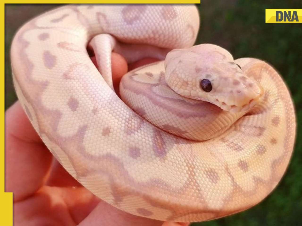 These snakes are perfect to keep as pets, live for 30 years, do not bite and..., it is...