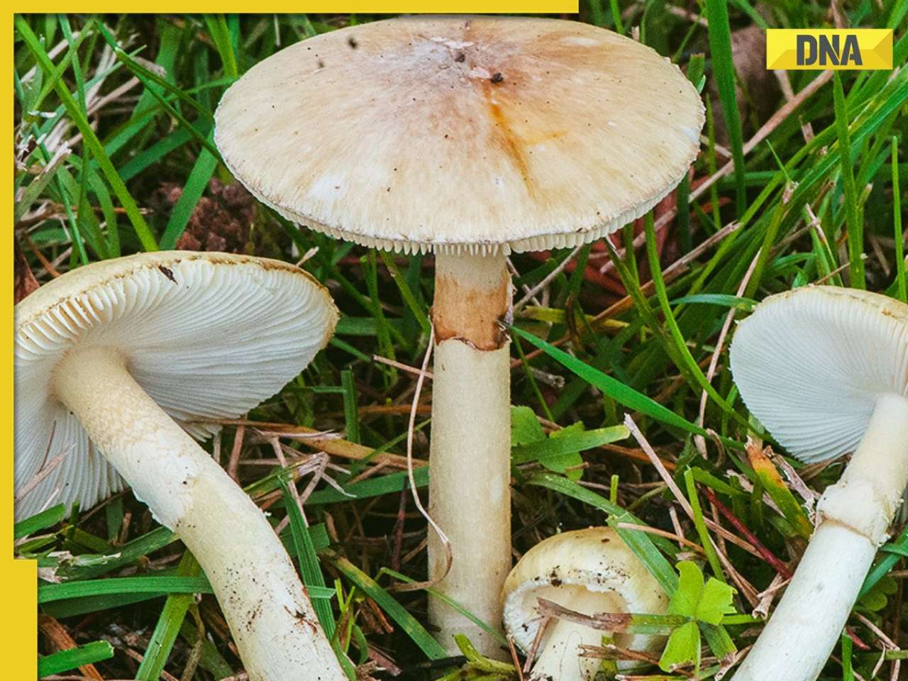 What is 'Death Cap Mushroom'? What makes this one of the most poisonous fungi in the world?