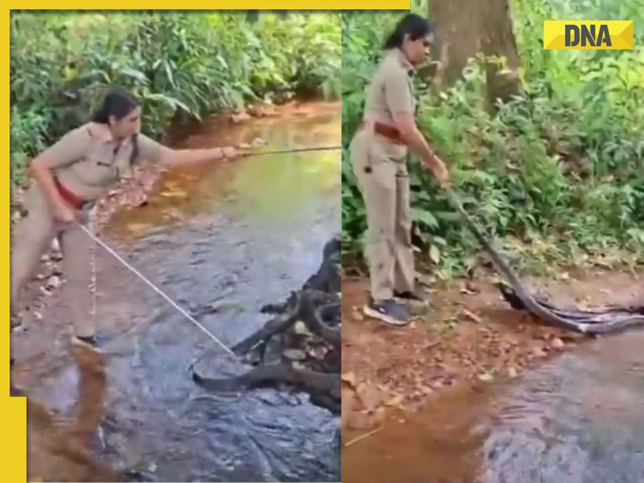 'Salute to her': Woman officer captures giant king cobra all alone in just six minutes, WATCH viral video
